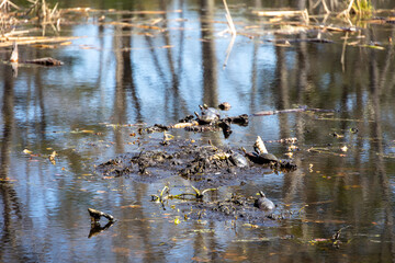 Painted Turtles (Chrysemys picta) Resting in the Mud
