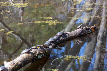Fourteen Painted Turtles (Chrysemys picta) on a Log