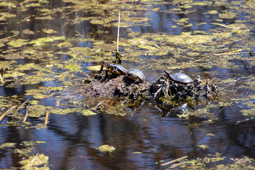 Three Painted Turtles (Chrysemys picta) in the Sun