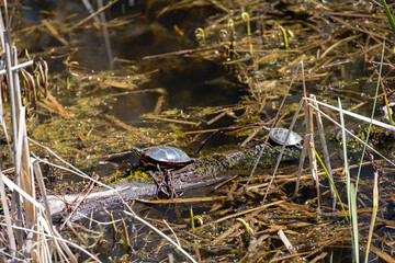 Two Painted Turtles (Chrysemys picta) on a Murky Log