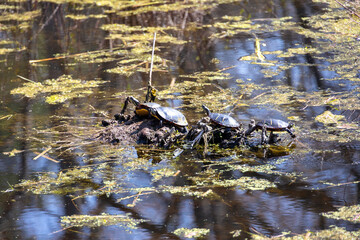 Four Painted Turtles (Chrysemys picta) in the Sun