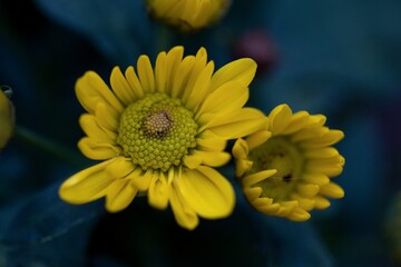 Chrysanthemum - This flower is considered a symbol of happiness and health. Autumn chrysanthemums represent immortality and perfection as they bloom at a time when other flowers are fading.