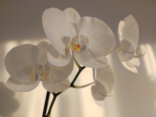 White orchid Phalaenopsis flowers