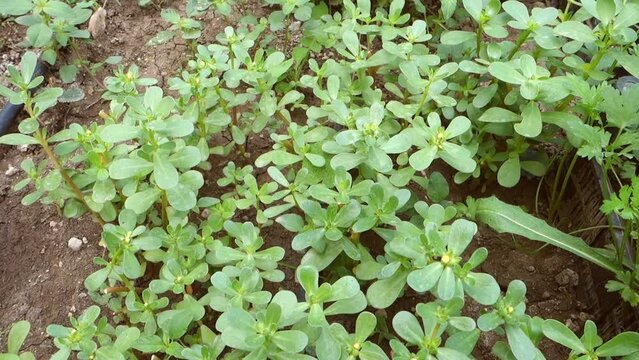 close-up of natural purslane plant, fresh purslane plant in the garden,