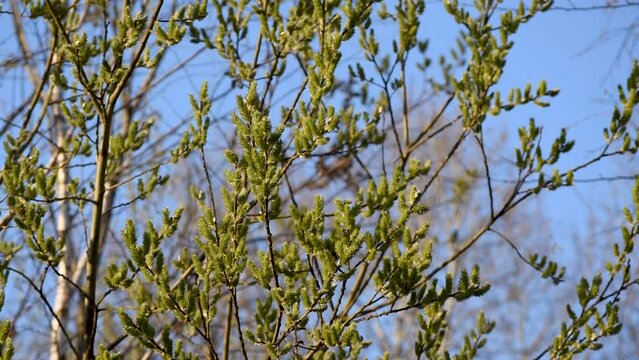 Willow tree with flowers in spring, catkins on osier