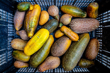 Autumn old overripe cucumbers in a box.