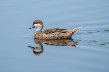 White-cheeked Pintail
