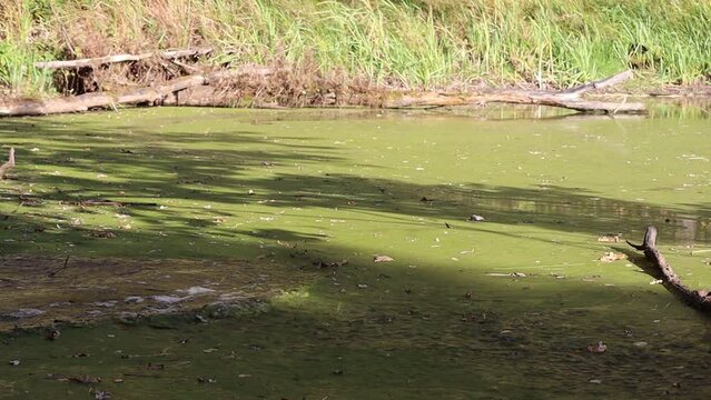 A green swamp of moss on a sunny day.