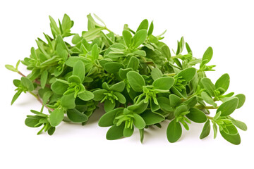 Fresh Organic Thyme Leaves, Aromatic Thyme Herb, Healthy Thyme Plant as Nature's Seasoning on White Background