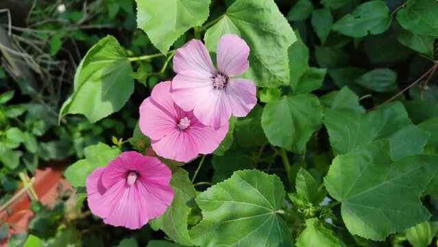 Lavatera blooms in a flower bed or in the garden. The flowering plant Hatma. Beautiful pink flowers among green foliage. The wind is stirring a lilac-colored lavater bush. Magnificent mallow close-up