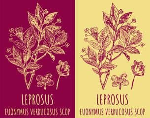 Vector drawings LEPROSUS. Hand drawn illustration. Latin name EUONYMUS VERRUCOSUS L.