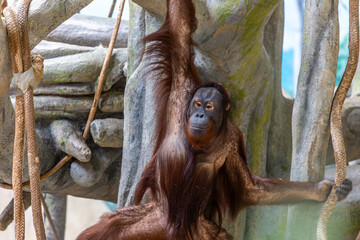 a large orangutan is relaxing on a tree branch in the built forest habitat. the prime ape is one of natures endangered species  © ezellhphotography