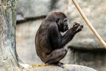 Obraz premium a gorilla sitting on a stone while at a local zoo. the primate is silverback gorilla and is very powerful and dominate animal that is chewing of lettuce for food