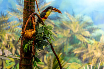 portrait of a beautiful colorful toucan siting on a tree branch in a created for forest inside of a zoo.  the feathers of this bird are wonderful 