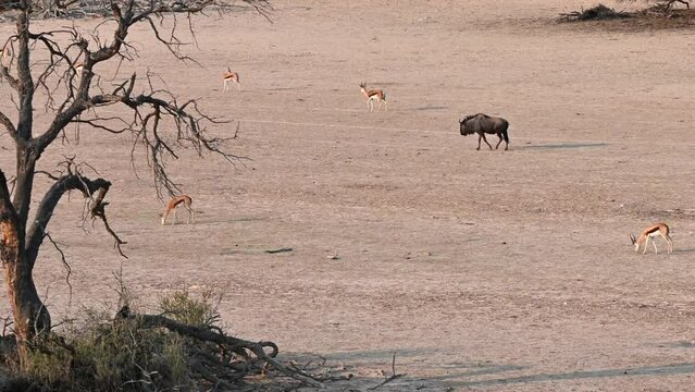 A herd of springboks and a blue wildebeest walk towards a waterhole in the dry Auob riverbed near Kalahari Tented Camp 