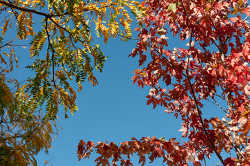 autumn trees on a solid blue sky