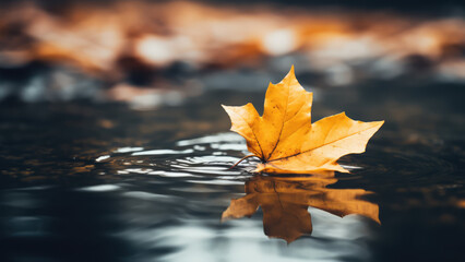 Fallen autumn leaf in the water, close-up, shallow depth of field