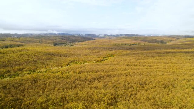 View of clouds forming over the forest. Aerial view of forest densely covered with yellow trees. Igneada, Kirklareli, Turkey.
