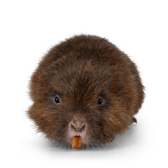 Senior Bamboo rat aka Cannomys badius, standing facing front. Looking straight to camera showing the orange teeth. Isolated on a white background.