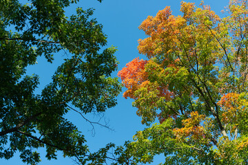 trees starting to change colors on a blue sky in the park