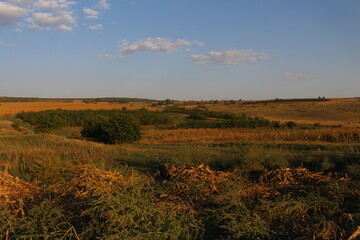 A field with plants and trees