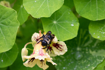 Closeup of eastern carpenter bee on nasturtium flower with green leaves in background