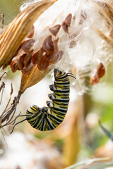 Monarch caterpillar forming J on swamp milkweed pod in preparation for becoming a chrysalis