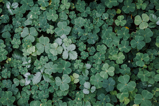 Creeping wood-sorrel or Oxalis corniculata decoration garss leaf. Clover. Close up Creeping lady's sorrel plant. Summer Flowering Redwood Sorrel Oxalis oregana in a Woodland Landscape.