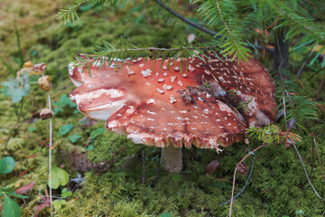 Fly agaric or Fly amanita Amanita muscaria is a basidiomycete of the genus Amanita. It is also a...