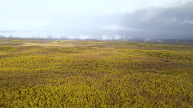 View of clouds forming over the forest. Aerial view of forest densely covered with yellow trees. Igneada, Kirklareli, Turkey. 