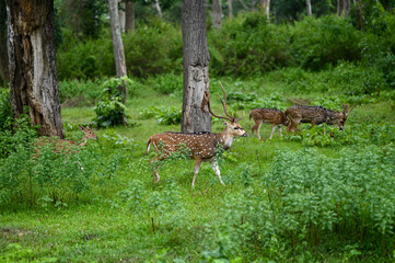 Spotted deer grazing inside the forest, Mudumalai Tiger reserve,,Tamil  Nadu