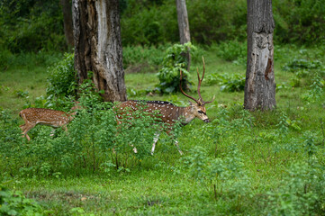 Spotted deer grazing inside the forest, Mudumalai Tiger reserve, Tamil  Nadu
