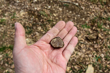 Cutting open wild Italian white truffles during a forest foraging expedition