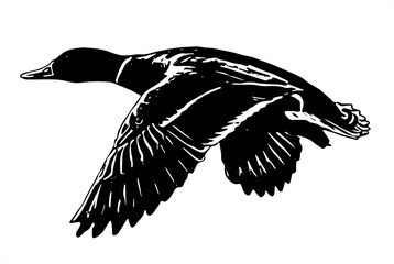 silhouette of a duck