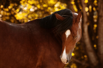 portrait of a brown horse on a meadow