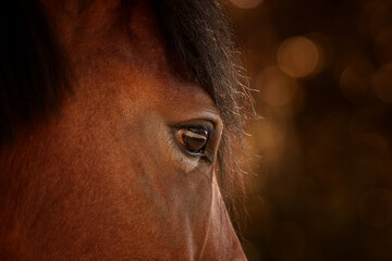 portrait of a brown horse