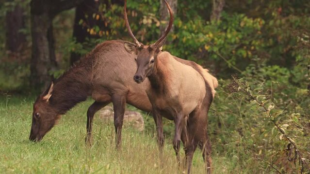 Bull Elk Chases Young Bull and Cow