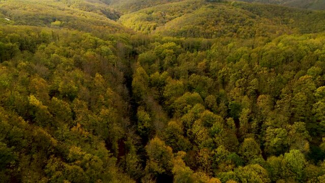 Aerial view of forest full of dense trees with yellowing leaves in autumn season. Forests on top of the mountains. Igneada, Kirklareli, Turkey