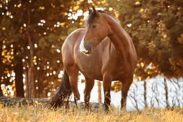 portrait of a brown horse on a meadow