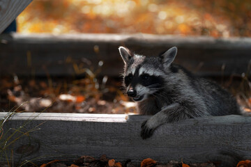 A raccoon peeks out from behind a wooden board in the autumn forest