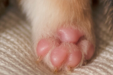 Puppy's paw in close-up