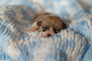 One puppy sleeps on a blue blanket