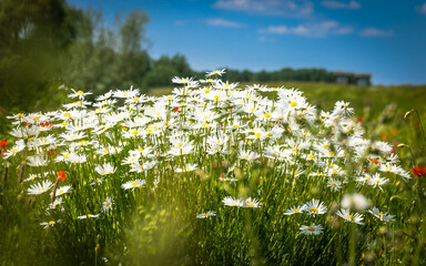 Kamillen Blumen an einem sonniger Tag