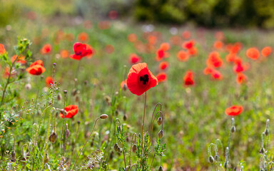 Fototapeta premium Wilde Mohnblumen 