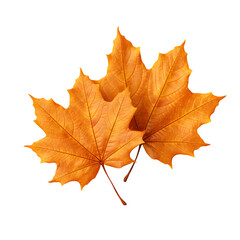 Close up of two maple leaves with orange color isolated on transparent background or white...