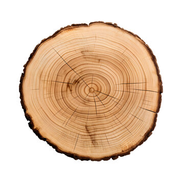 Close up cross section of tree trunk isolated on transparent background or white background