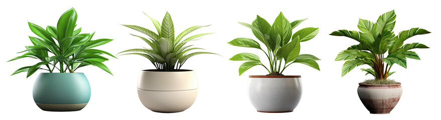 Collection of potted houseplants in pots for decorating rooms and balconies, isolated on a transparent background. PNG, cutout, or clipping path. - obrazy, fototapety, plakaty