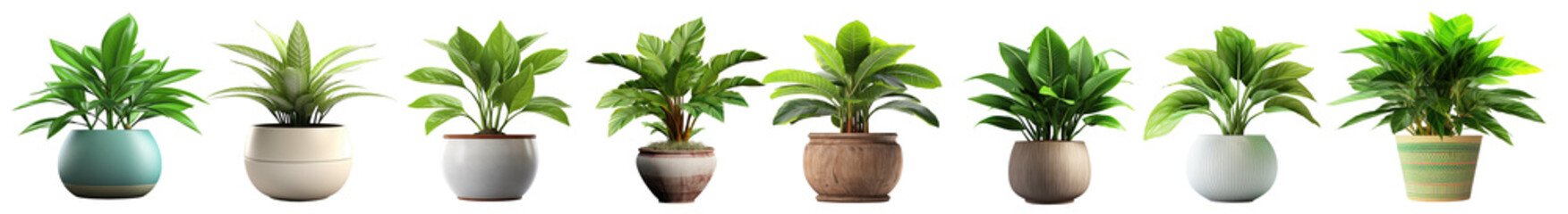 Collection of potted indoor houseplants in various decorated pots, isolated on a transparent background. PNG, cutout, or clipping path - obrazy, fototapety, plakaty