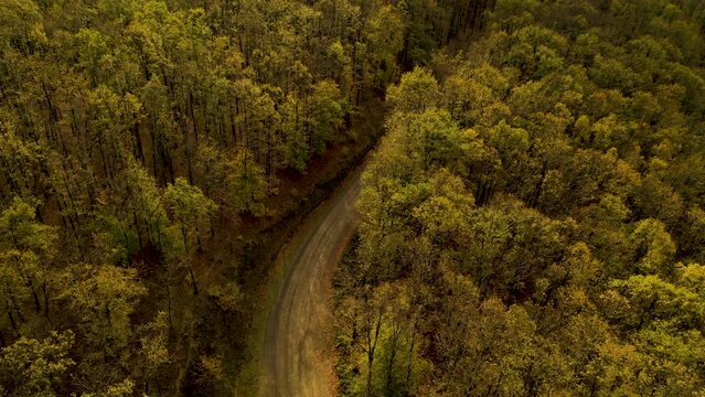 The road passes through the trees in the floodplain forest. Aerial view of the forest from drone. Igneada, Kirklareli, Turkey 