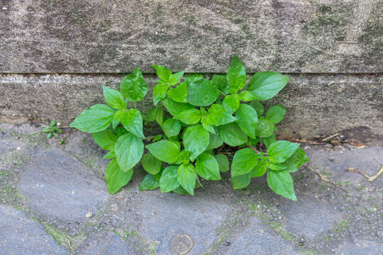 Pellitory-of-the-Wall (Parietaria officinalis)